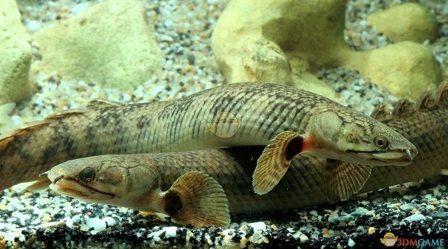 遠古恐龍魚