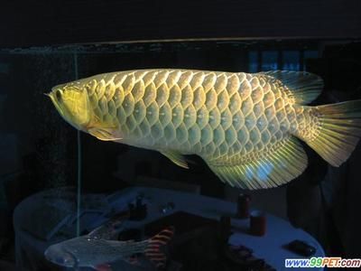 龍魚總在缸底游怎么回事：龍魚總在缸底游怎么辦？