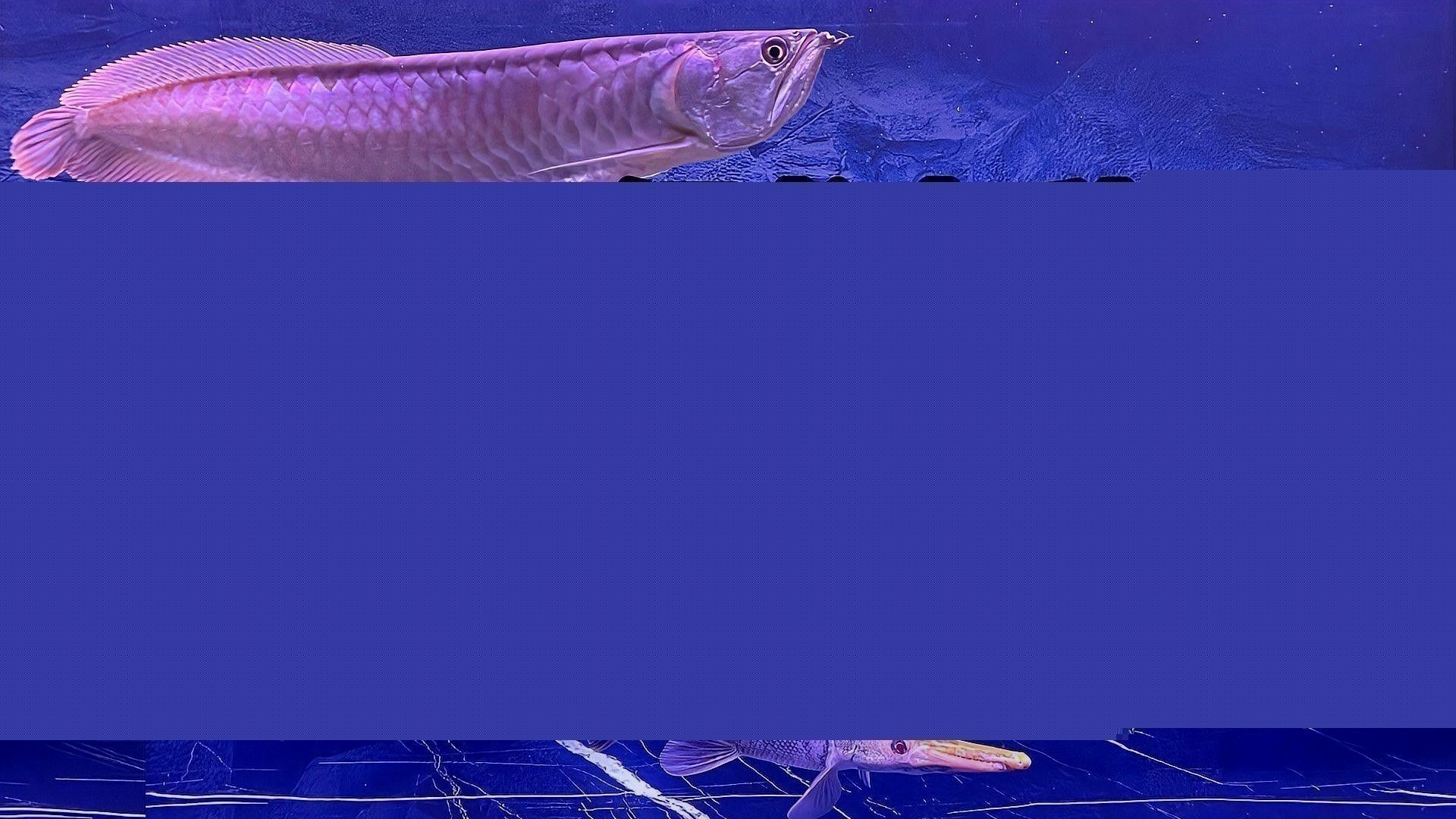 銀龍魚幾點喂食好