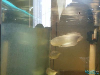 龍魚身上發(fā)綠：龍魚身上發(fā)綠怎么辦