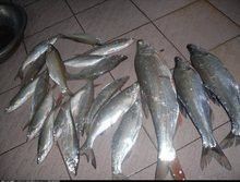 翹嘴魚是龍魚嗎還是海魚呢