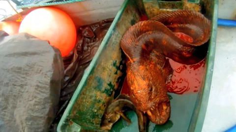 龍魚可以吃雞蛋嗎：龍魚可以吃雞蛋嗎龍魚可以吃雞蛋嗎龍魚可以吃雞蛋嗎