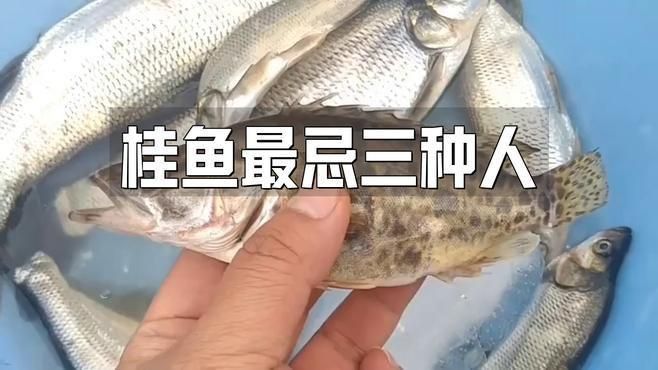 老虎桂魚為何盡量少吃
