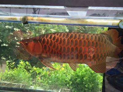 養龍魚的最佳溫度應該控制在24-28℃之間而至：關于養龍魚的最佳水溫