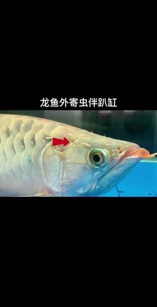 龍魚外寄癥狀圖