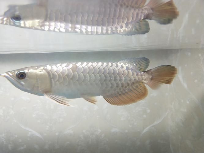 龍魚外寄癥狀圖