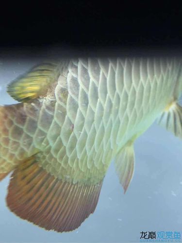 龍魚外寄癥狀圖