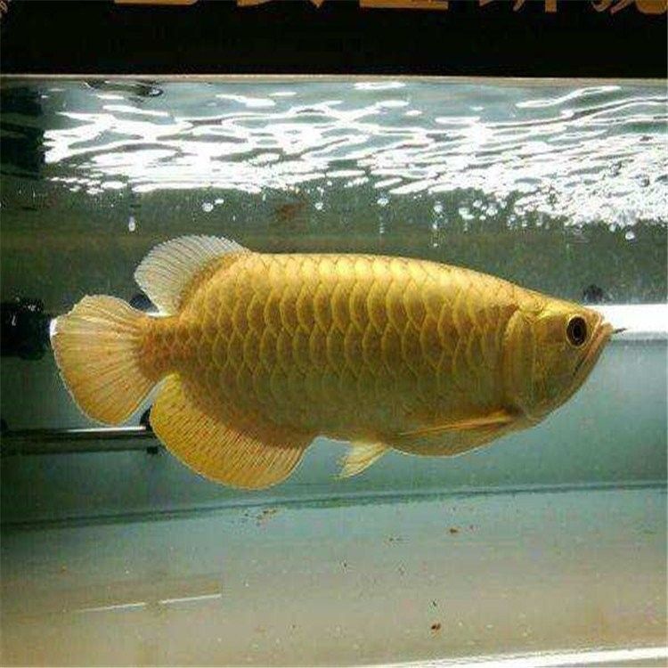 銀龍魚養大了值錢么