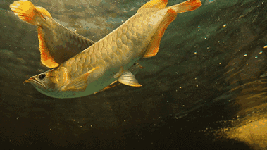龍魚手機壁紙動態(tài)