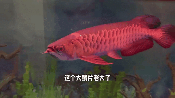 龍魚手機壁紙動態(tài)