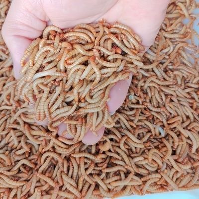 金龍魚觀賞魚吃什么飼料好：金龍魚專用飼料品牌推薦,如何判斷金龍魚飼料新鮮度