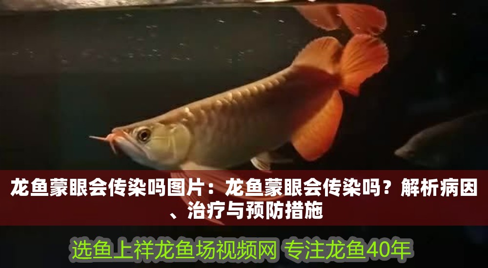 龍魚蒙眼會(huì)傳染嗎圖片：龍魚蒙眼會(huì)傳染嗎？解析病因、治療與預(yù)防措施