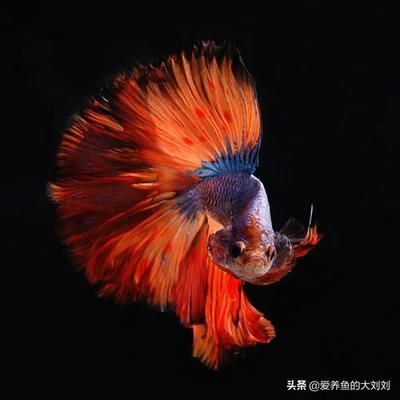 龍魚蒙眼會(huì)傳染嗎圖片：龍魚蒙眼會(huì)傳染嗎？解析病因、治療與預(yù)防措施