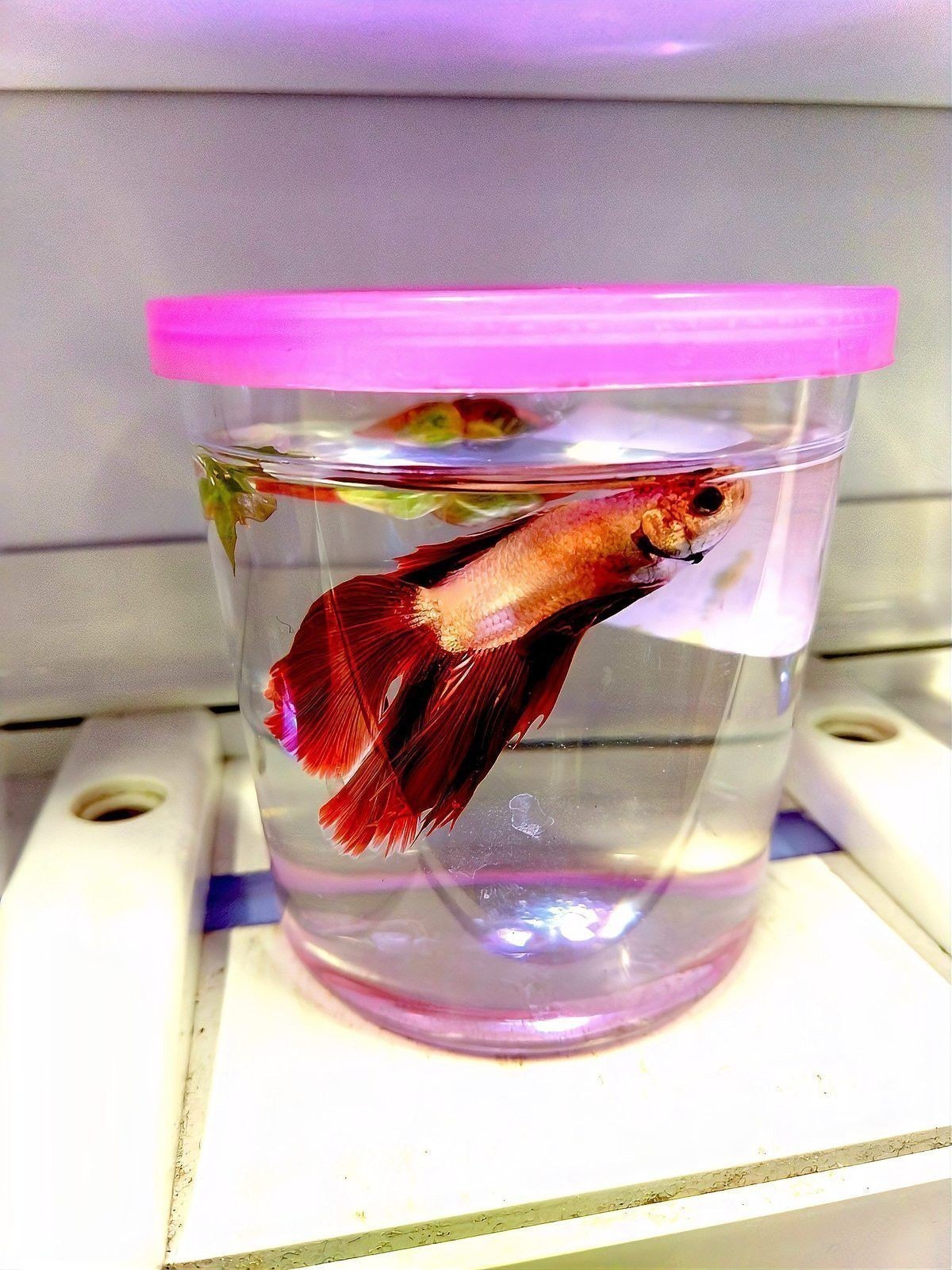 紅龍魚可以長到多大才能繁殖