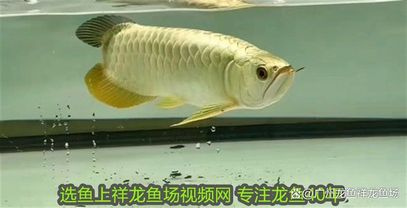紅龍魚可以長到多大才能繁殖