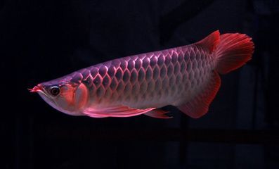 龍魚吃一口吐出來就不吃了嗎：為什么龍魚吃一口吐出來就不吃了