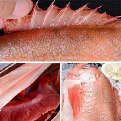 龍魚食物海魚：龍魚可以吃海魚嗎