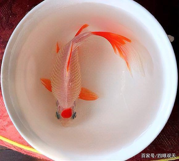 金魚大肚子炸鱗怎么治