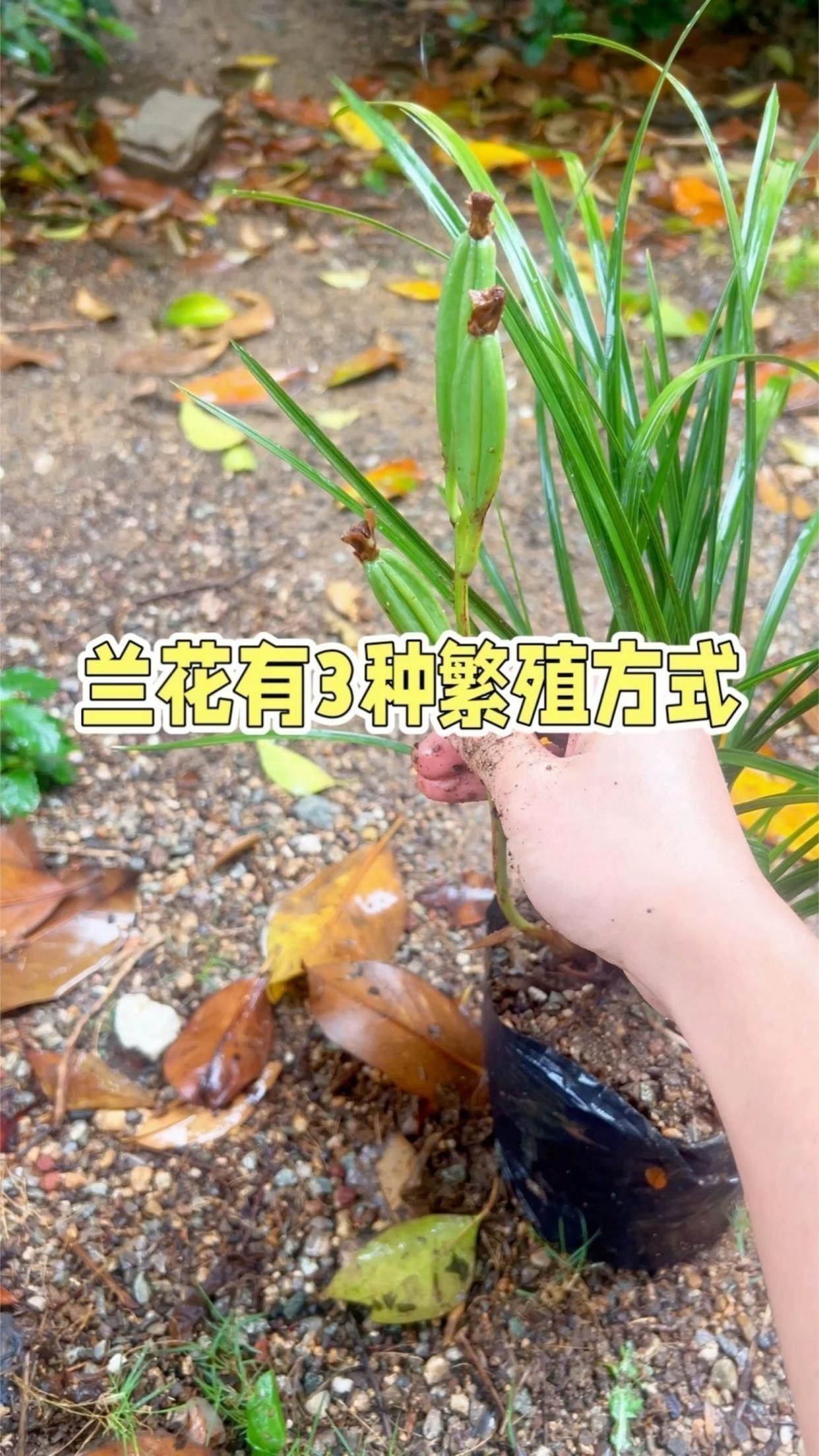 紅龍字蘭花的繁殖方法有哪些？