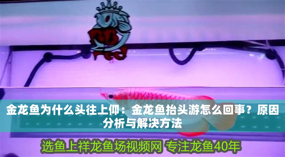 金龍魚為什么頭往上仰：金龍魚抬頭游怎么回事？原因分析與解決方法