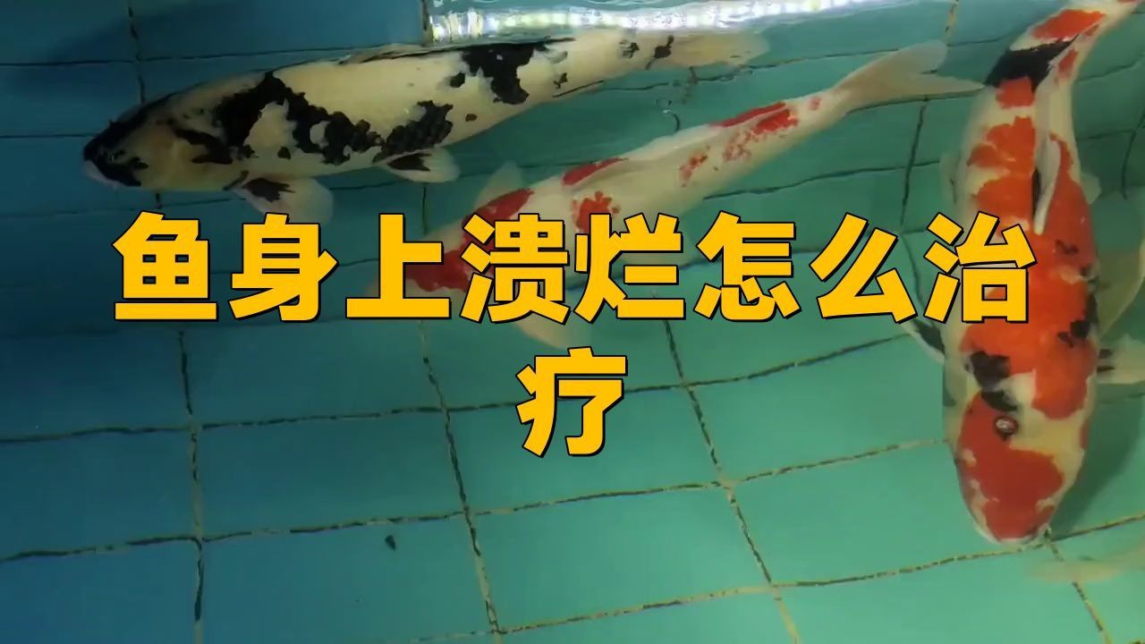 銀龍魚(yú)身上潰爛怎么辦