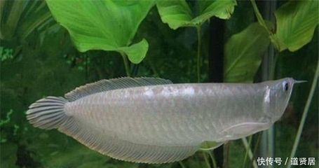 飛鳳龍魚(yú)混養(yǎng)：飛鳳魚(yú)與龍魚(yú)可以混養(yǎng)嗎？