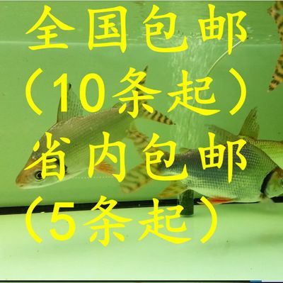 龍魚追著虎魚打：如何判斷龍魚和虎魚是否和諧共處