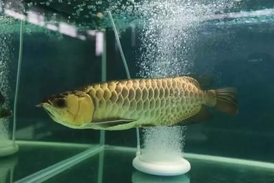 如何判斷紅龍腮部發(fā)色是否成功？
