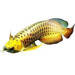 金龍魚壁紙有哪些風格？