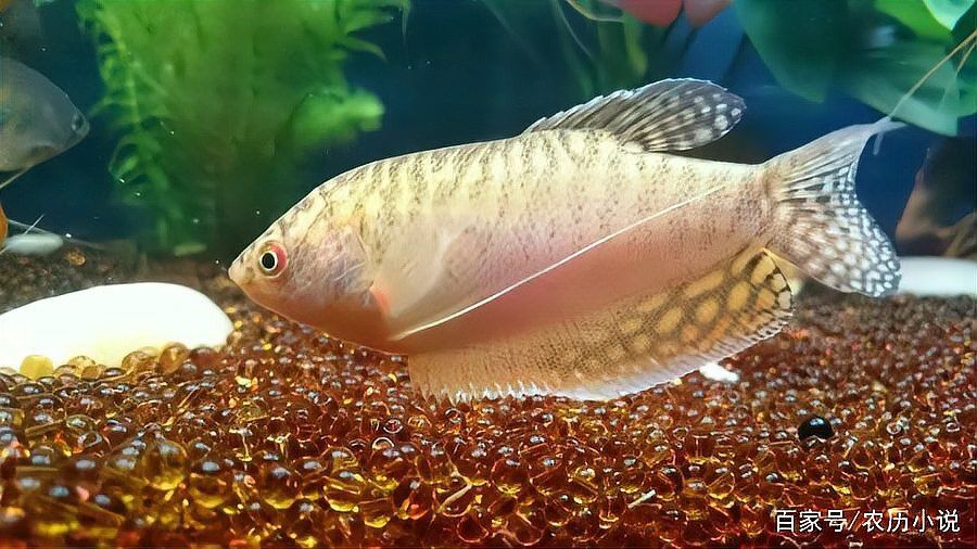 曼龍魚可以和孔雀魚一起養嗎圖片