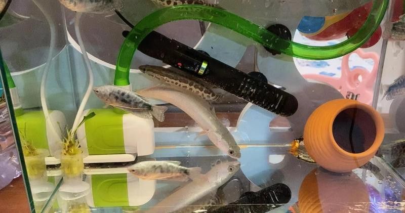 曼龍魚可以和孔雀魚一起養嗎圖片