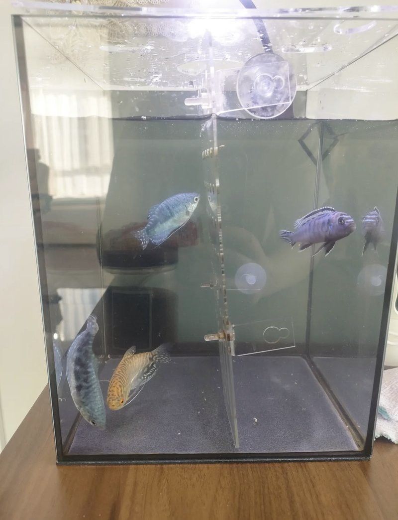 曼龍魚可以和孔雀魚一起養嗎圖片