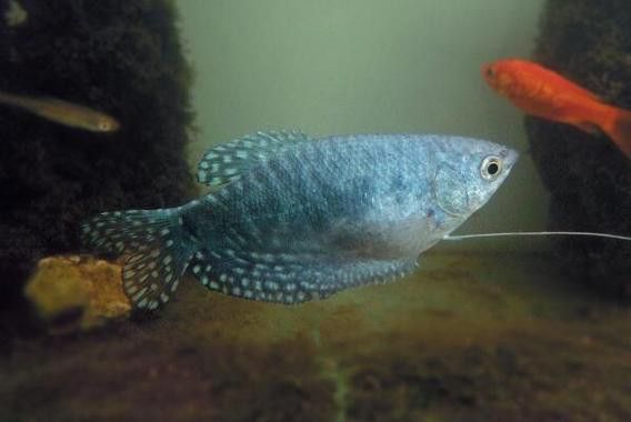 曼龍魚可以和孔雀魚一起養嗎圖片