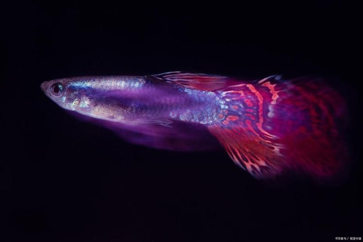 曼龍魚可以和孔雀魚一起養嗎圖片