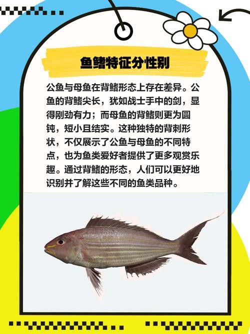 曼龍魚可以和孔雀魚一起養嗎圖片