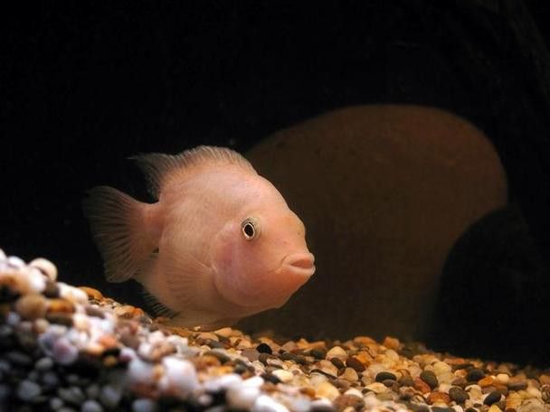 曼龍魚可以和孔雀魚一起養嗎圖片