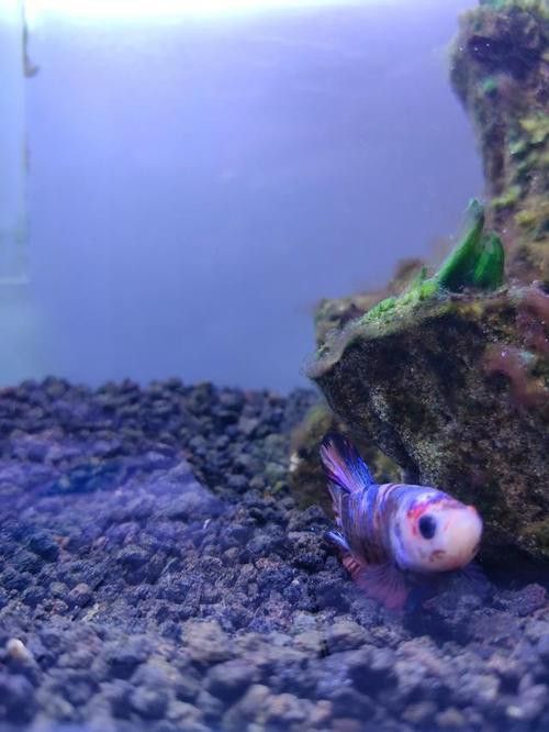 曼龍魚可以和孔雀魚一起養嗎圖片