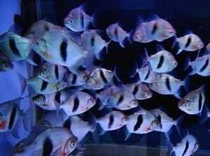 黑桃A魚混養(yǎng)龍魚幾條（黑桃a魚混養(yǎng)黑桃a魚混養(yǎng)龍魚的飼養(yǎng)注意事項(xiàng)及注意事項(xiàng)）