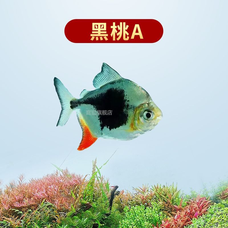 黑桃A魚混養(yǎng)龍魚幾條（黑桃a魚混養(yǎng)黑桃a魚混養(yǎng)龍魚的飼養(yǎng)注意事項(xiàng)及注意事項(xiàng)）