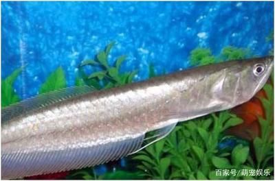 銀龍魚霸氣嗎（銀龍魚以其獨特的外觀和行為特征被認為是一種霸氣的觀賞魚）