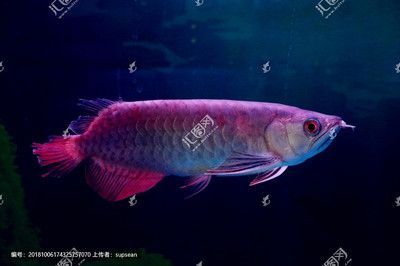 銀龍魚霸氣嗎（銀龍魚以其獨特的外觀和行為特征被認為是一種霸氣的觀賞魚）