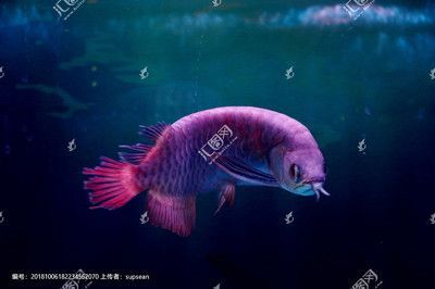 銀龍魚霸氣嗎（銀龍魚以其獨特的外觀和行為特征被認為是一種霸氣的觀賞魚）