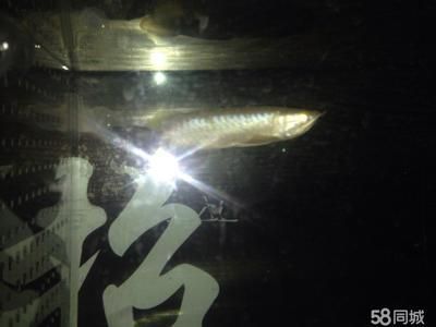 練手金龍魚，金龍魚因其華麗的外觀和獨特的飼養技巧：練手金龍魚是非常重要的