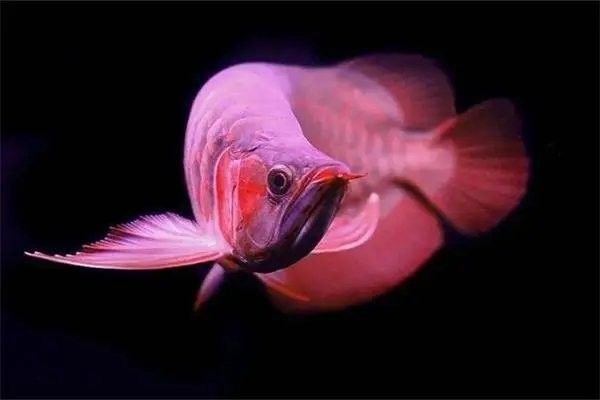 龍魚可以和虎鯊混養(yǎng)嗎圖片