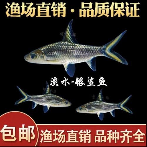 龍魚可以和虎鯊混養(yǎng)嗎圖片