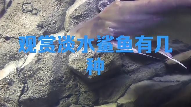 龍魚可以和虎鯊混養(yǎng)嗎圖片