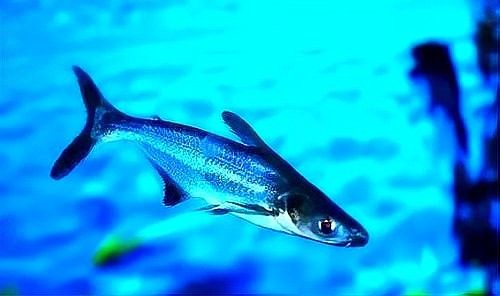 龍魚可以和虎鯊混養(yǎng)嗎圖片