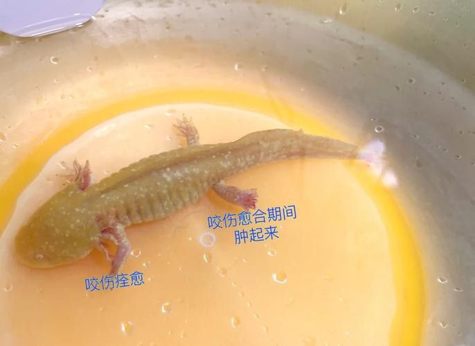 六角龍魚被咬