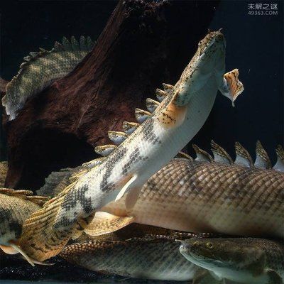 恐龍魚的價格：恐龍魚價格因地區和購買地點不同而異，恐龍魚價格對比