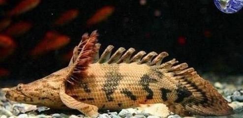 恐龍魚的價格：恐龍魚價格因地區和購買地點不同而異，恐龍魚價格對比